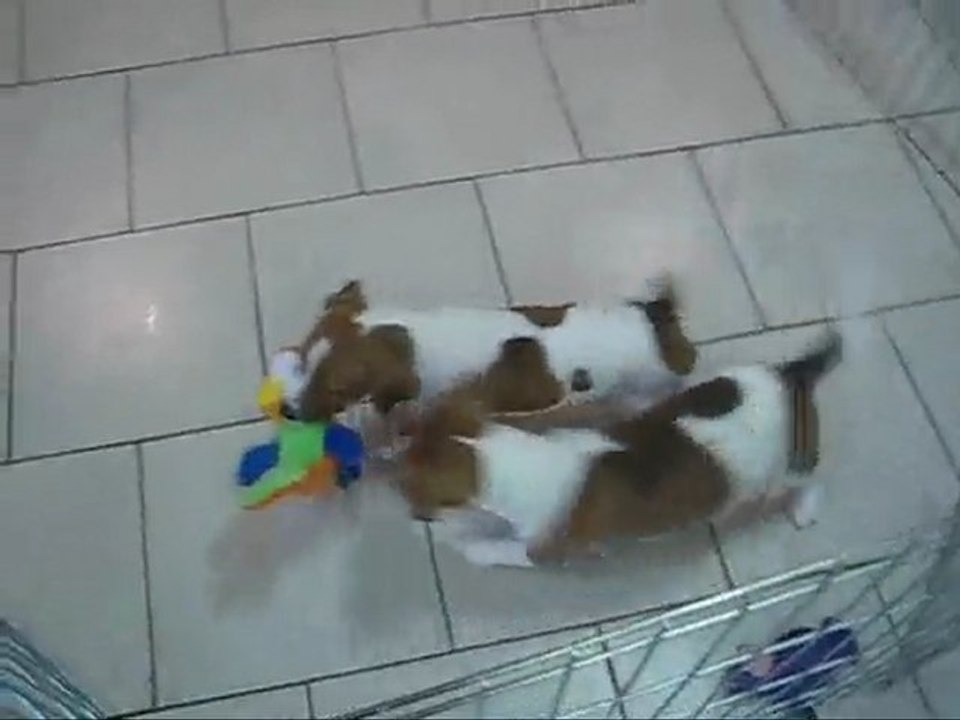 Deux Princes Jack russel