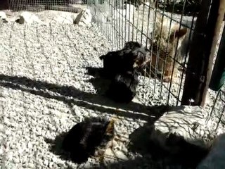 première sotie de mes bébés york