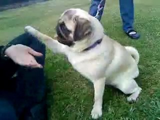 Eva petite danse des pattes