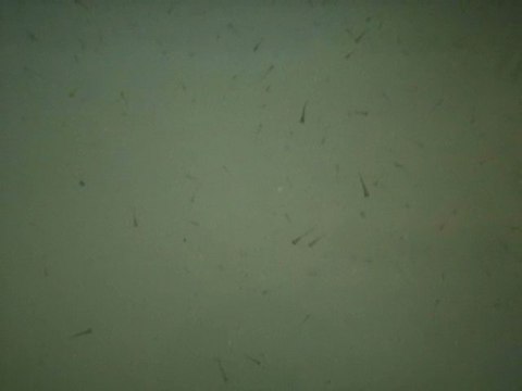 Alevins 20-04-2010 - 9 jours