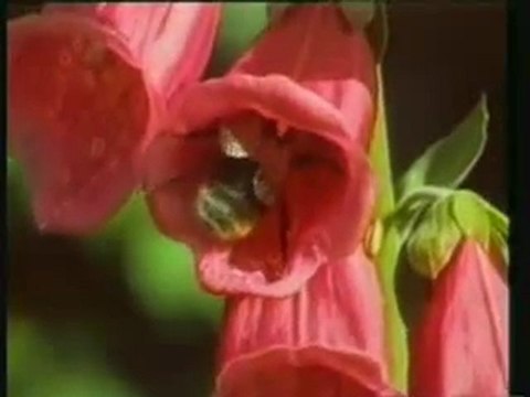 ilahivideolar,ilahi, canmedinem.net muhammed ilhan ilahi