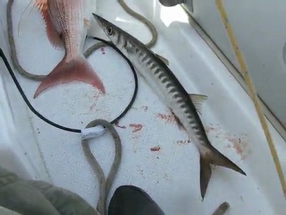 Antenli Mercanla Iskarmoz