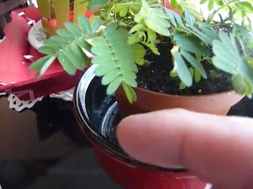 La plante timide