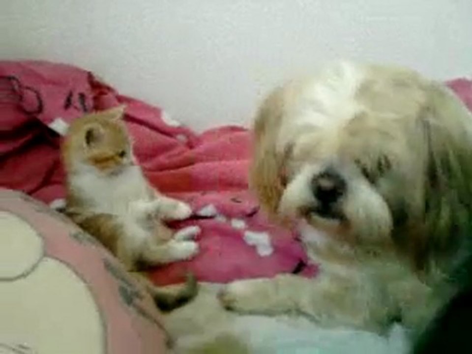 Vidéo0011