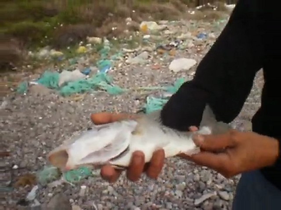 balikcilar.org Hasan BALIKÇI