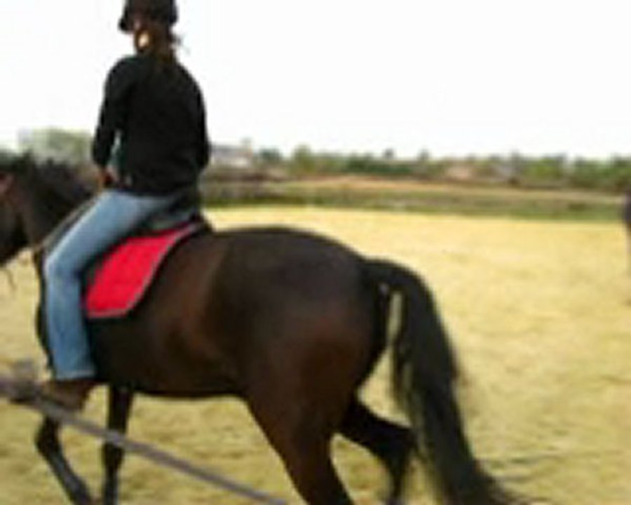 Ulys monté trot 3