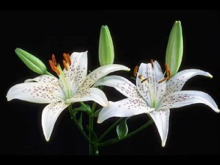 ilahivideolar,ilahi Www.canmedinem.net.ilahiler ahmed özhan