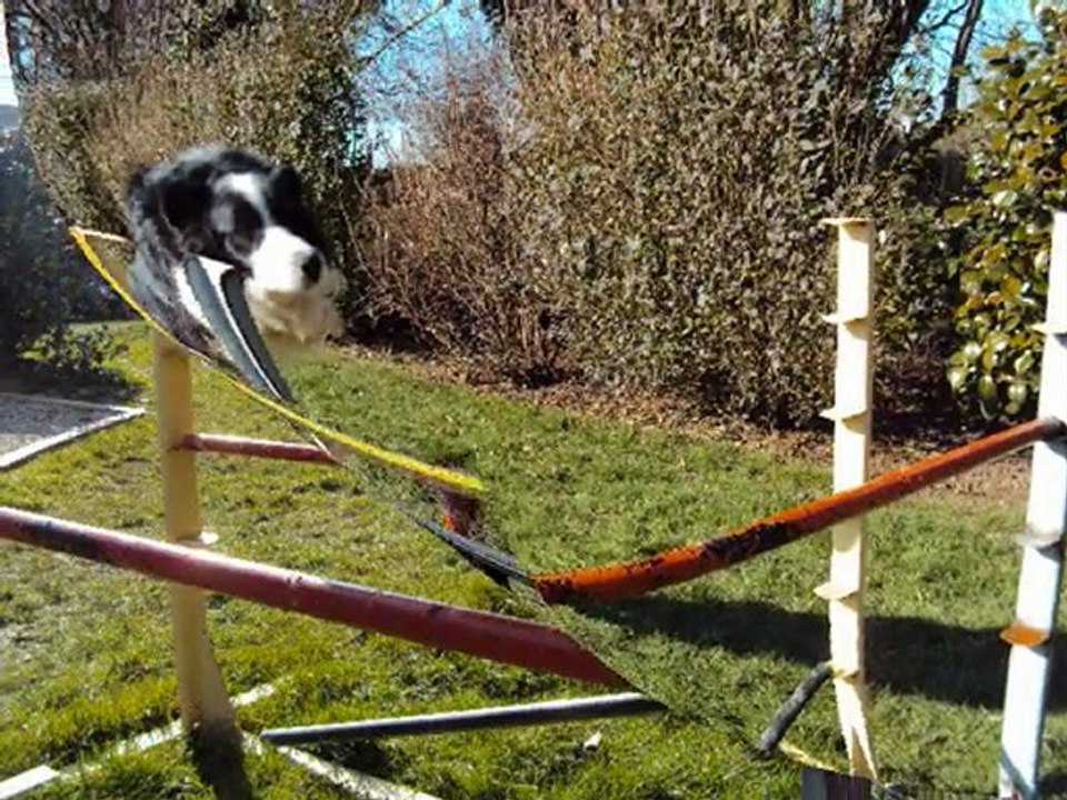 Séance obstacles des Chiens