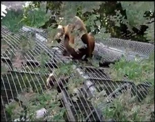 Zoo de macouria - Guyane