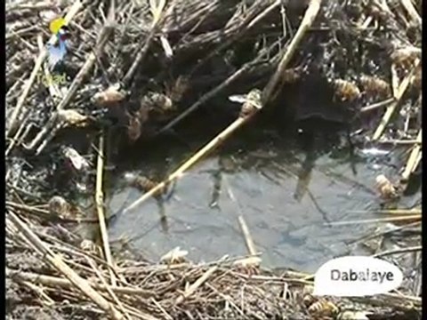 DABALAYE -IV- FRANCAIS DU 20/04/2010 TCHADONLINE.TV