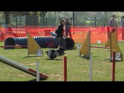 concours de Thionville agility c'ven