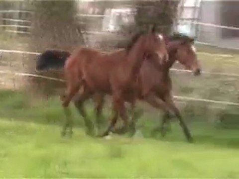 Verveine de Vie 1 210410