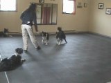 Duo de chien en entrainement de freestyle canin