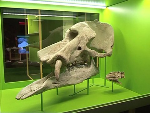 Exhibition on dinosaurs and mammals opens in Paris