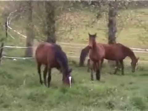 Varech de Vie 4 210410