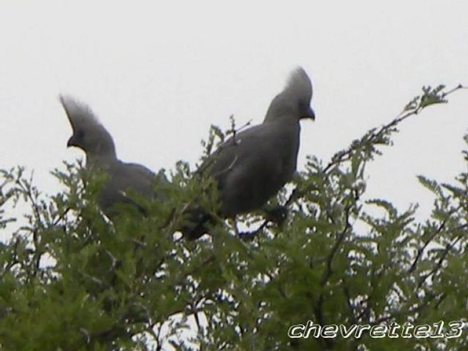 Kruger 2_0001