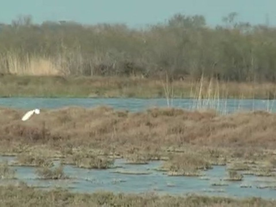 Aigrette13-20100417