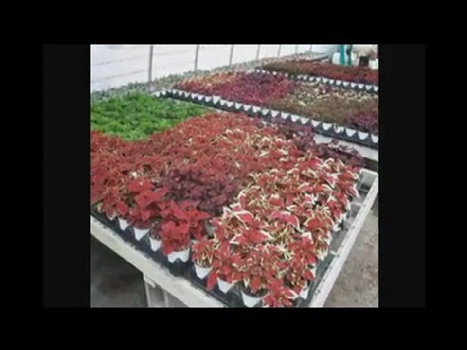 GARDEN CENTERS BUFFALO NEW YORK NY,,GARDEN, CENTERS, ...