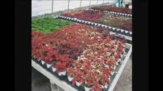 GARDEN CENTERS BUFFALO NEW YORK NY,,GARDEN, CENTERS, ...