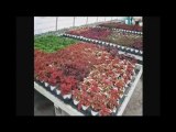 GaRdEn CeNtErS bUfFaLo NeW yOrK nY,,gArDeN, ...