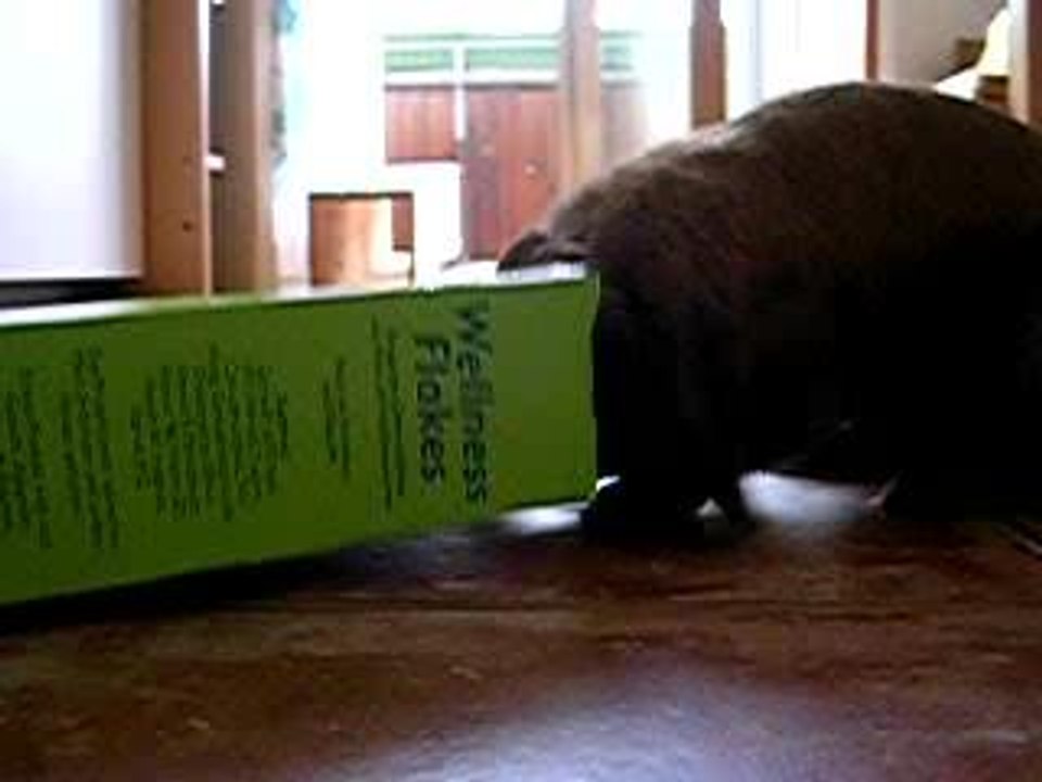 Film Tiger und Balou 048