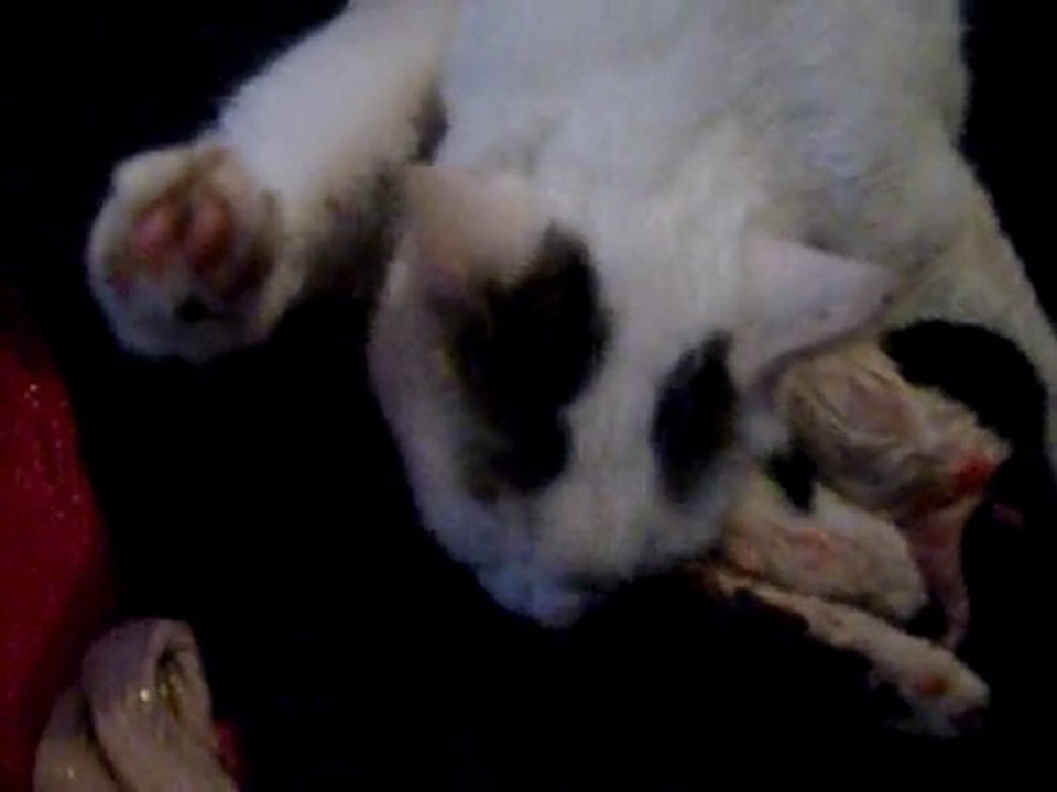 suite de la mise bas de ma chatte