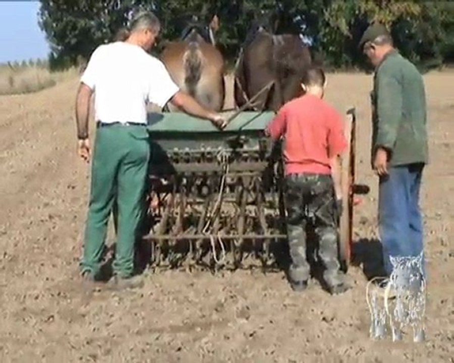 semis d'automne d'escourgeon