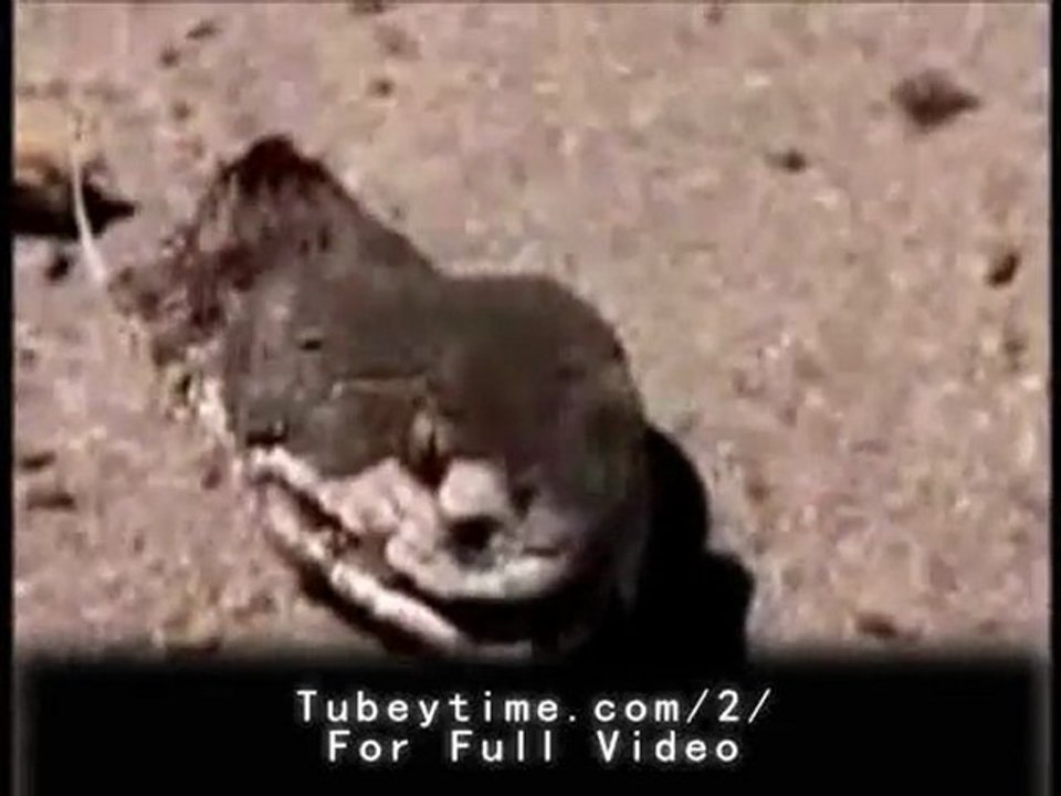 Decapitated Snake Still Bites