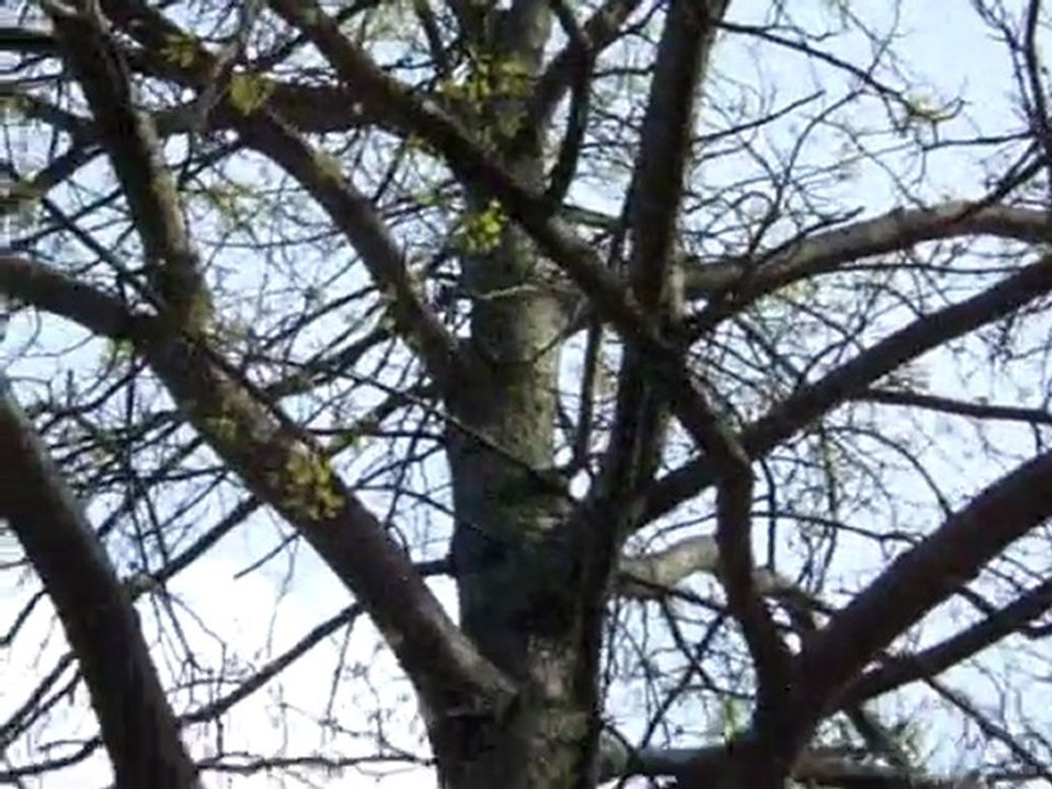 Tree Squirel