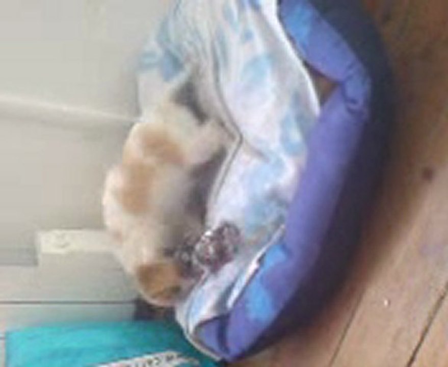dobby 1er jour a la maison