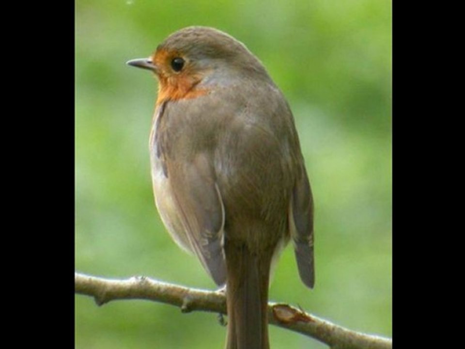 وديــــع الصافي - ولـــو + يا عصفــورة النــهرين _غـــادة