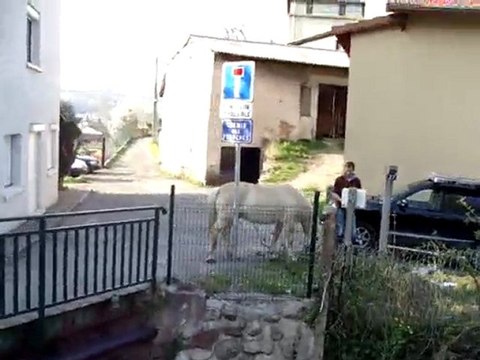 On rentre du pré mais cette fois au trot !!!