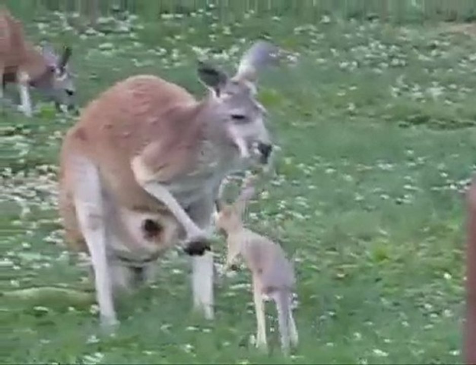 Il piccolo canguro esce dal marsupio