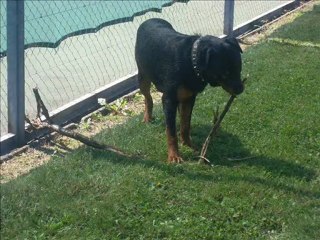 vaillant du 14-08-08 au 29-08-08