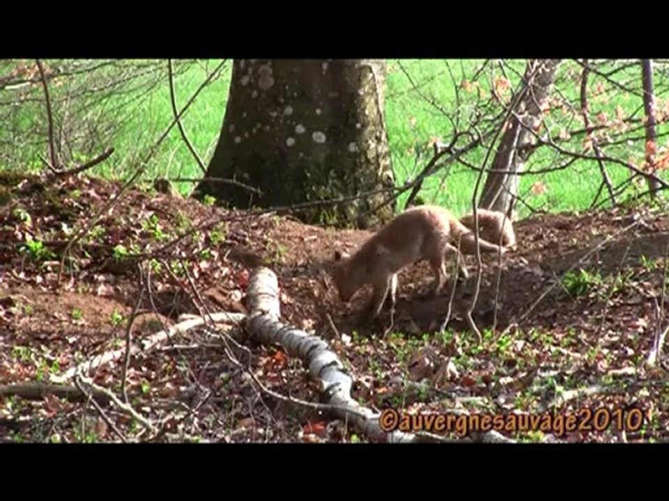 Affut sur terrier de renards Avril 2010