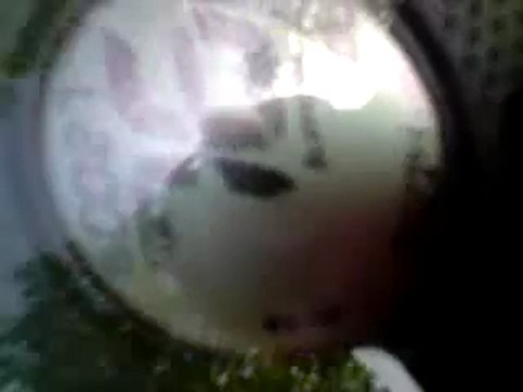 Ovetto kit 50 malossi sport font