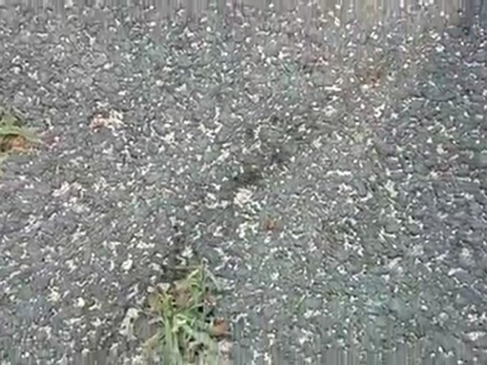 Les fourmis et leur trace