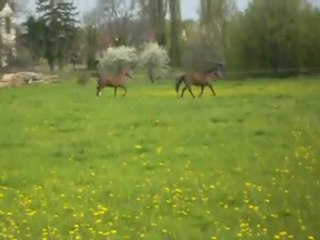 Sahel et Kawit au pré1