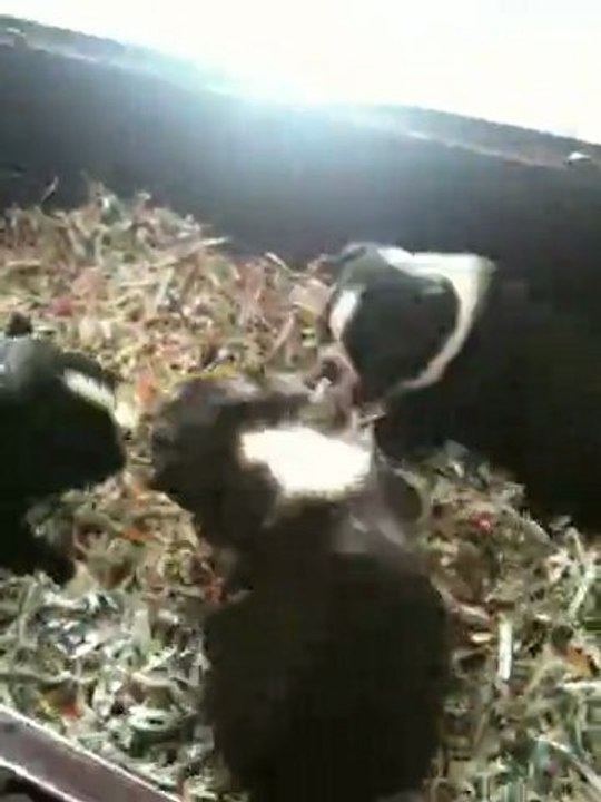 bébé boston d'un mois