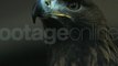 Stock Footage Eagle - Footage-Online.de