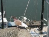 Saint Nazaire : pigeon