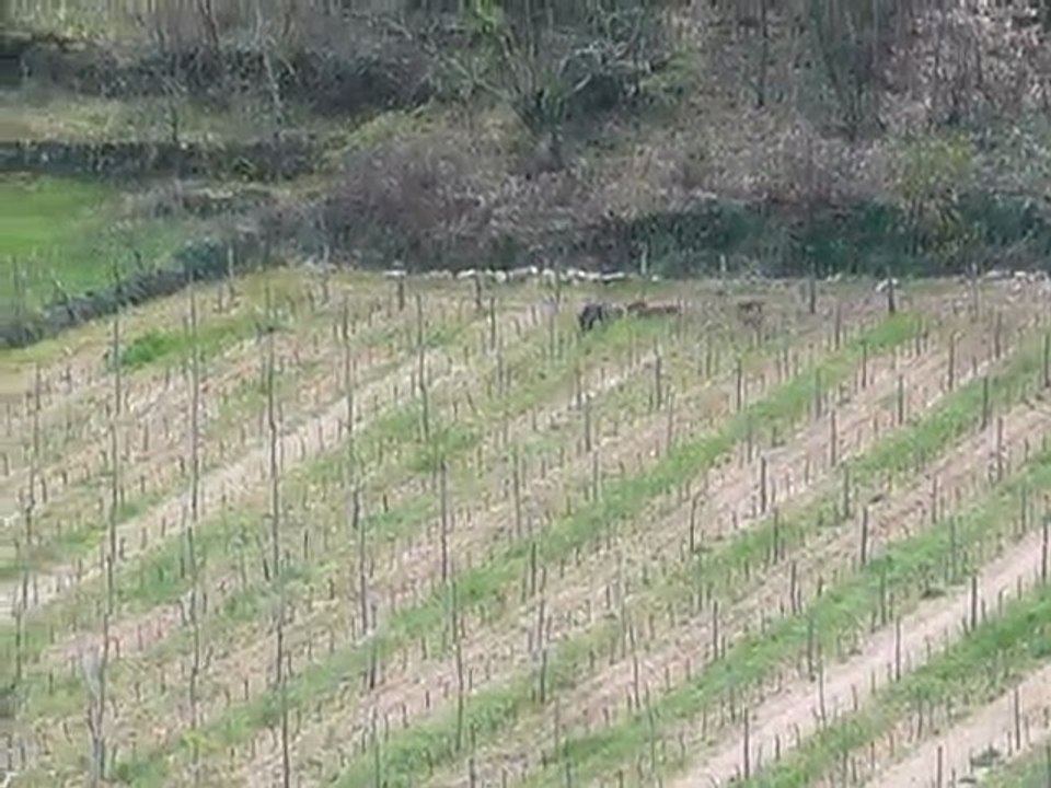 Laie & 6 Marcassins 002