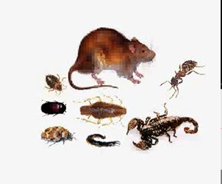 Falcon Elektronik Ultrasonik haşere kovucu teknolojileri