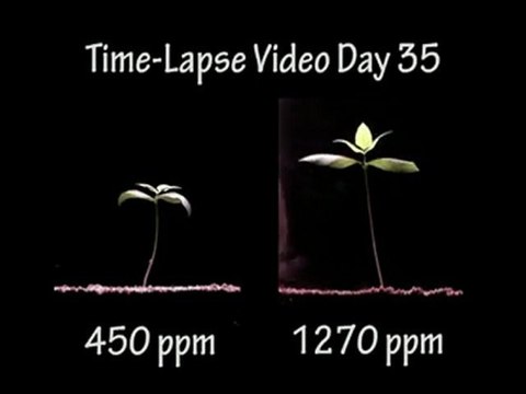 Oto co się dzieje z roślinami gdy dostają więcej CO2