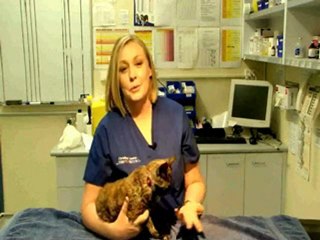 Sydney Pet Dentistry To Improve Your Pets’ Health