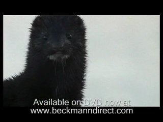 Otters vs seal and mink in the West Highlands of Scotland