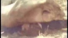 Faces Of Death - Lion Attacks Tourists