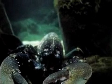 Réchauffement climatique ( Publicité Sony Ericsson )