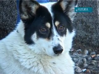 Kako je biti pas u Mostaru