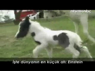 İşte dünyanın en küçük atı